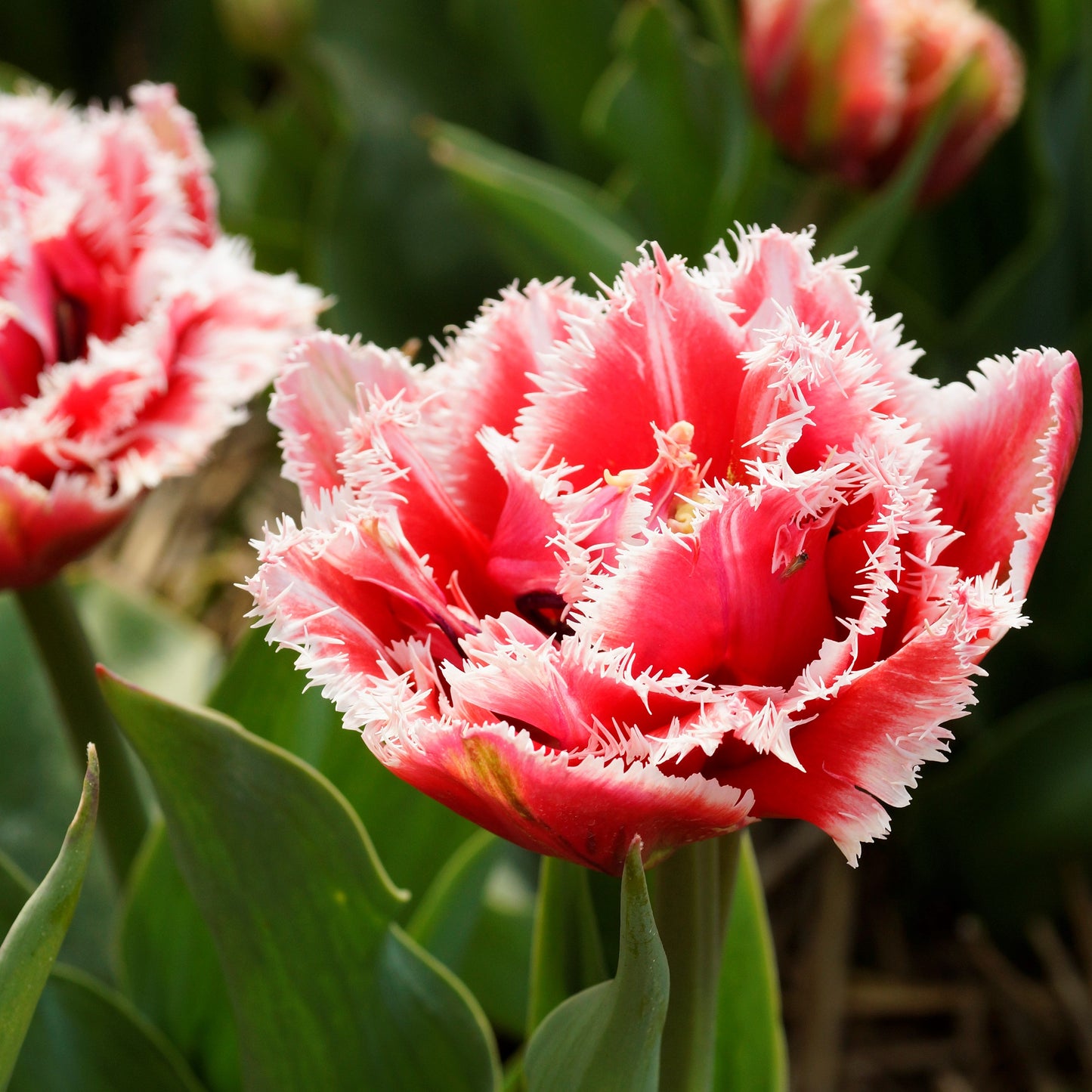 Tulip - Brest (Fringed)
