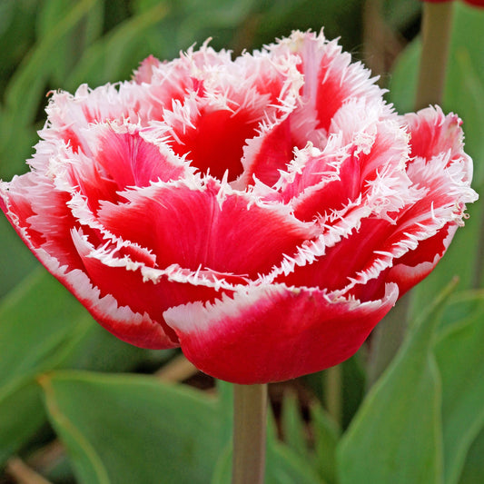 Tulip - Brest (Fringed)