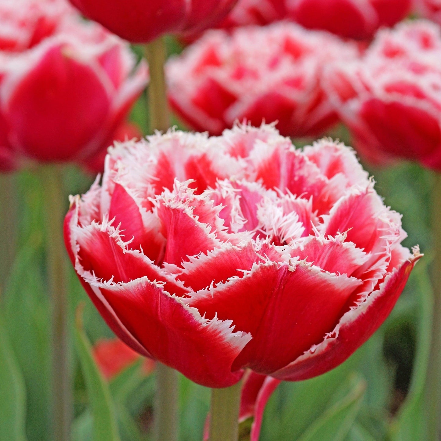 Tulip - Brest (Fringed)