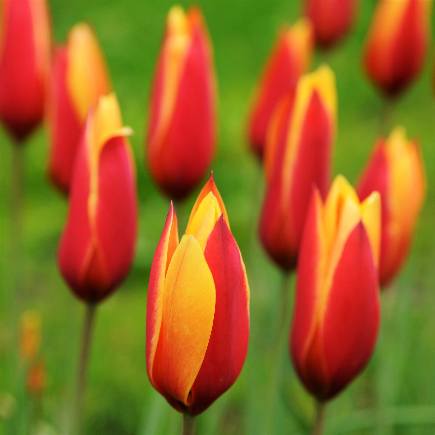 Tulip - Clusiana Chrysantha