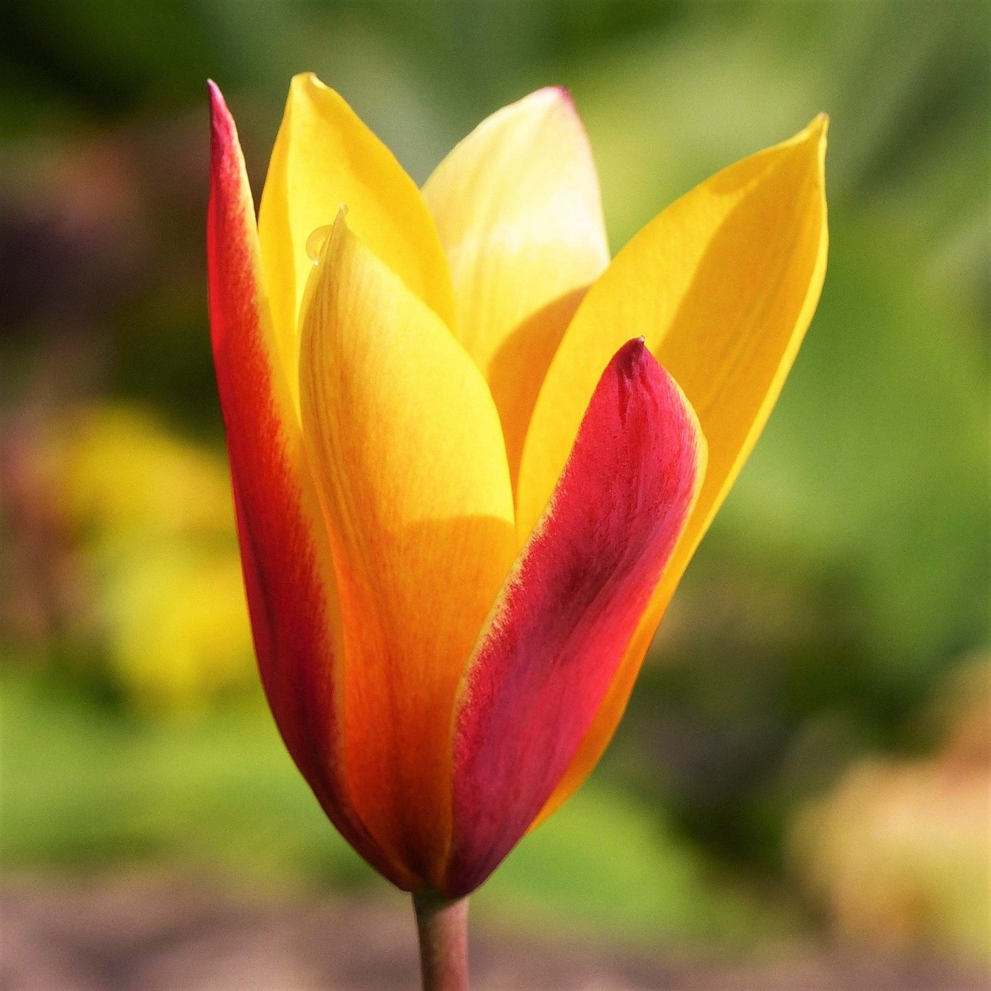 Tulip - Clusiana Chrysantha