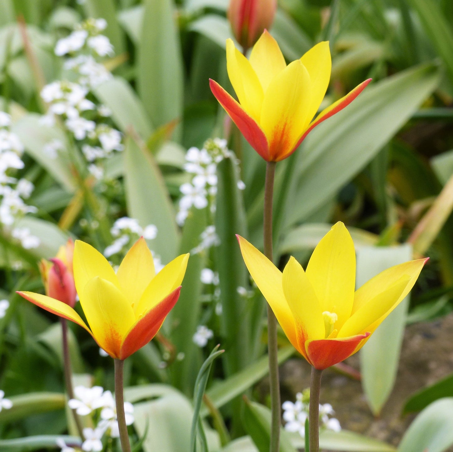 Tulip - Clusiana Chrysantha
