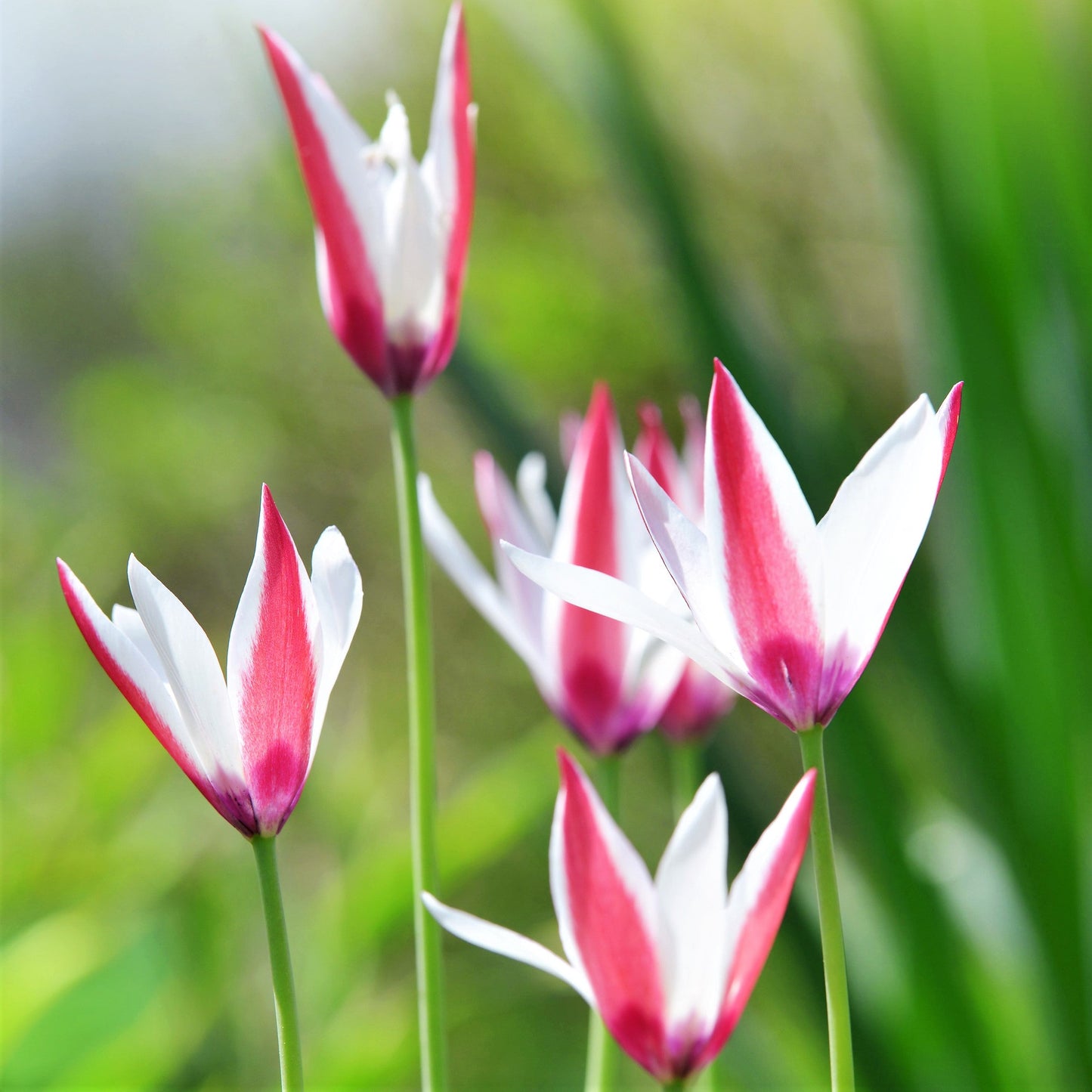 Tulip - Clusiana Lady Jane