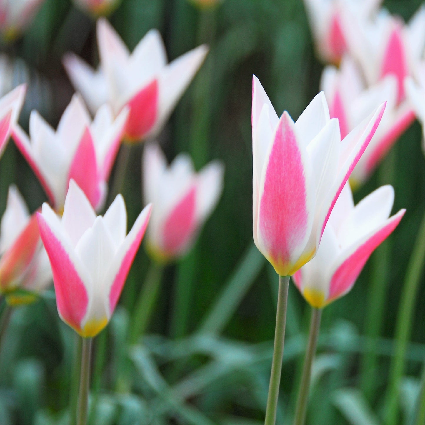 Tulip - Clusiana Lady Jane