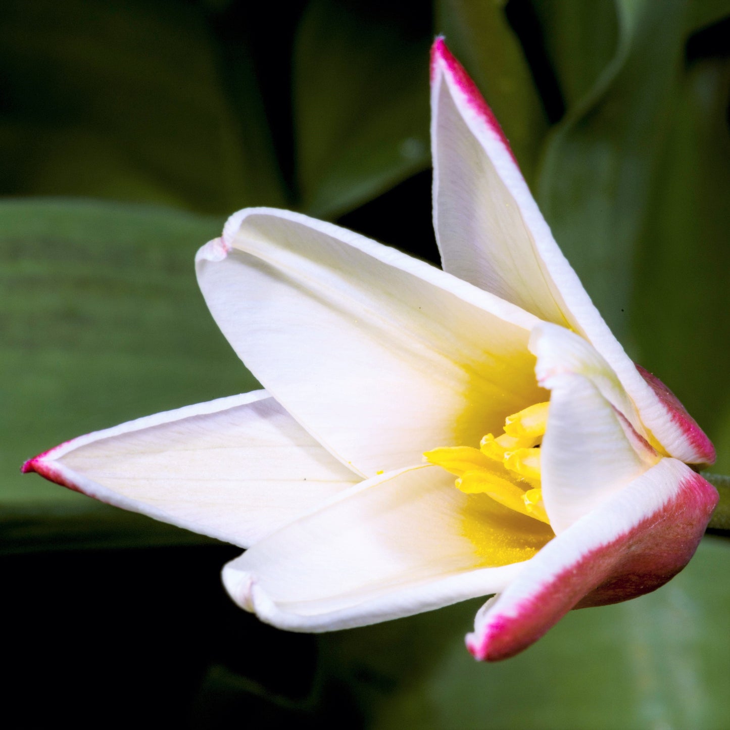 Tulip - Clusiana Lady Jane