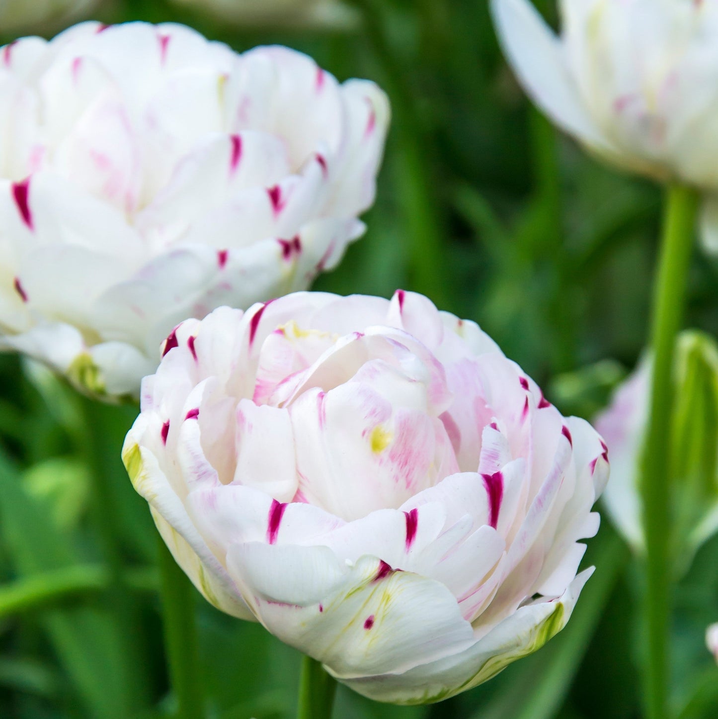 Tulip - Danceline