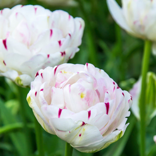 Tulip - Danceline