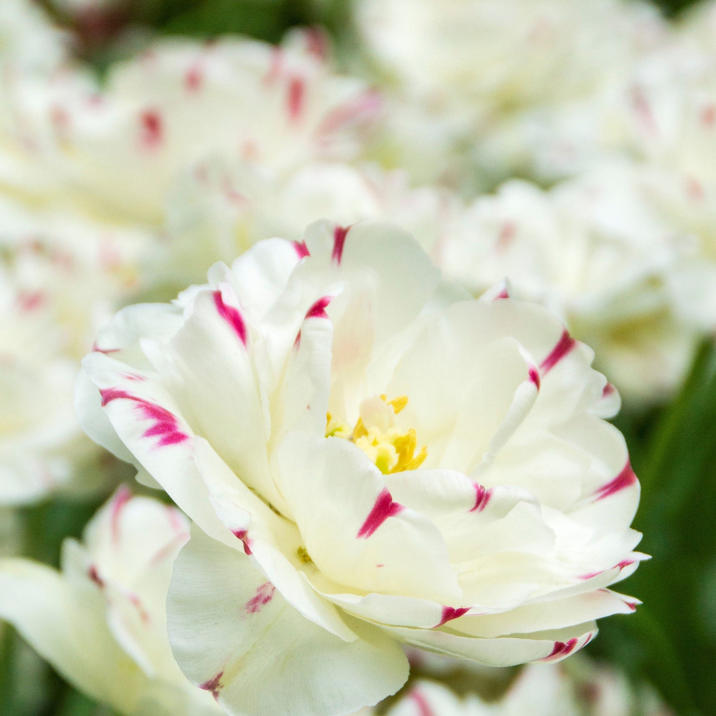 Tulip - Danceline