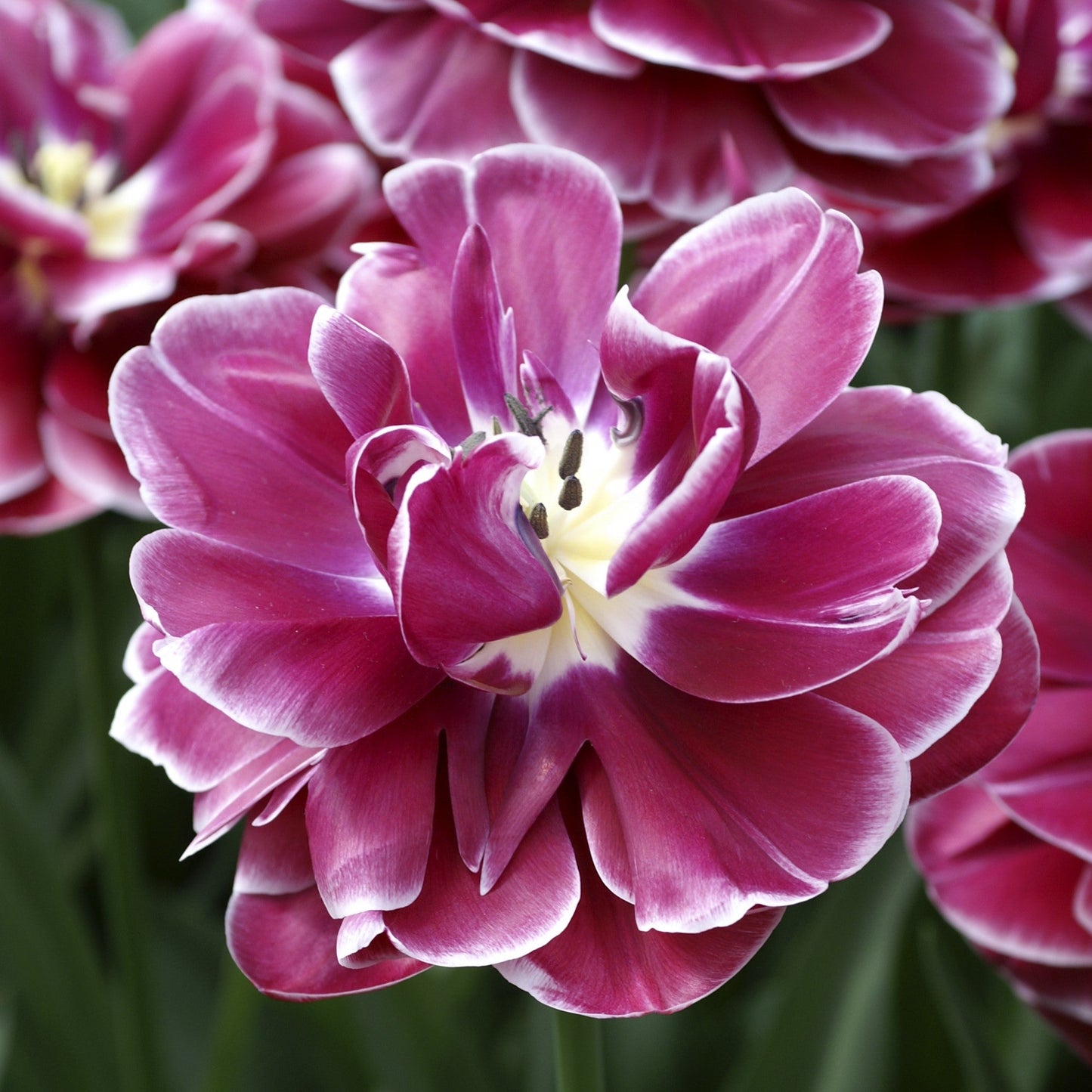 Tulip - Dream Touch