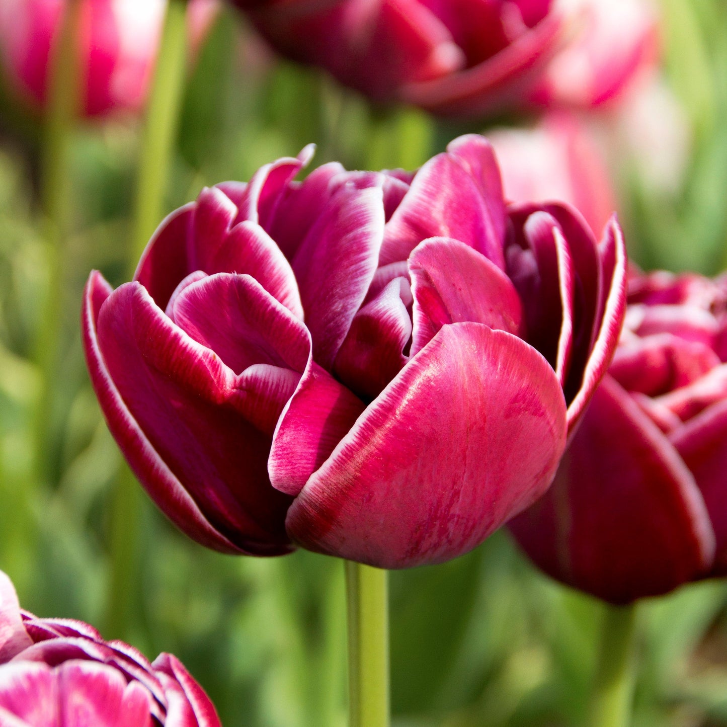 Tulip - Dream Touch