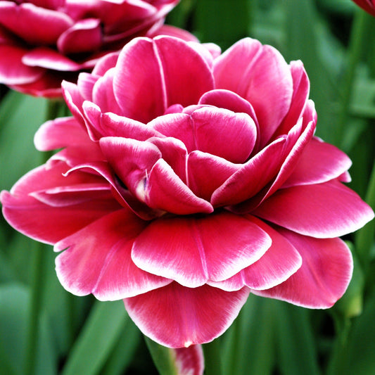 Tulip - Dream Touch