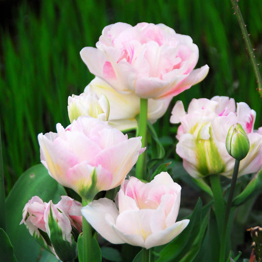 Tulip - Angelique