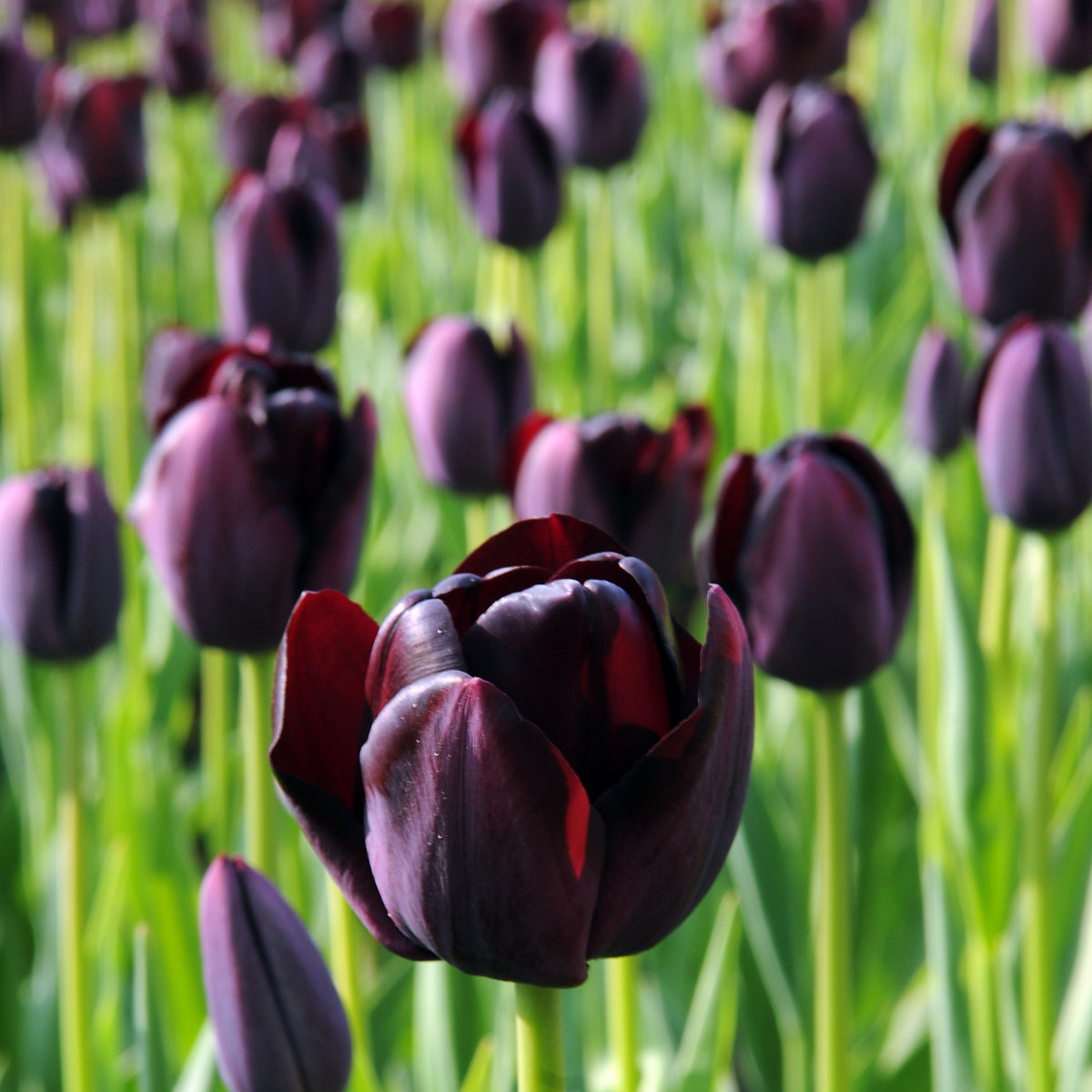 Tulip - Queen of Night