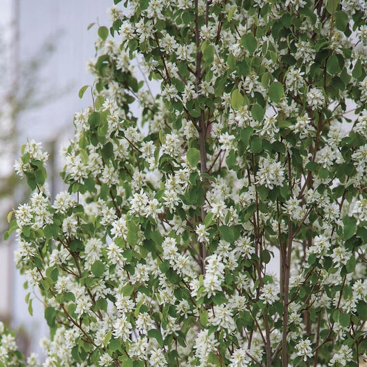 STANDING OVATION SERVICEBERRY 3gal
