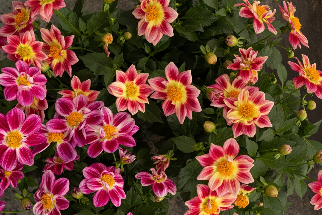 ASSORTED DAHLIAS 1gal