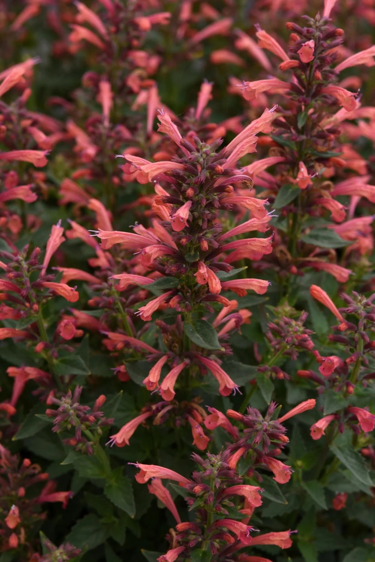 SUMMERLONG CORAL AGASTACHE 1gal