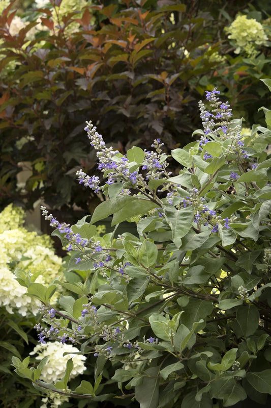 SUMMERTIME BLUES CHASTE TREE 2gal