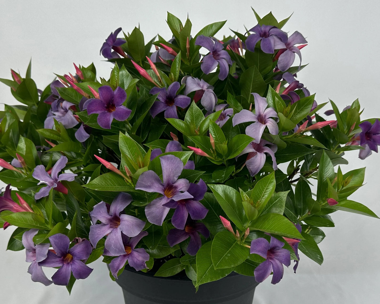 ASSORTED MANDEVILLA BASKET
