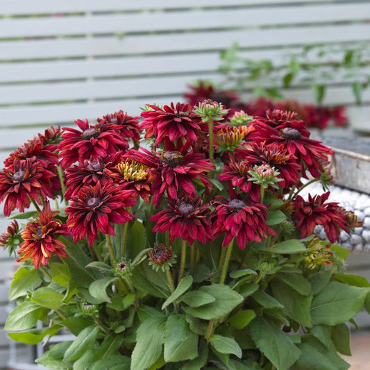 SCARLET SUNBECKIA 1gal SUPER