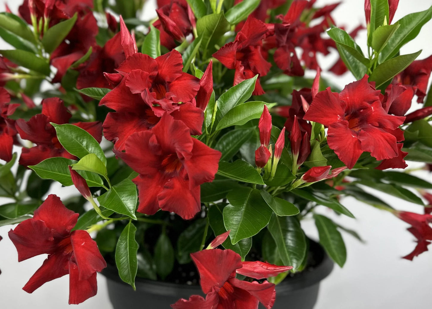 SUNDENIA RED MANDEVILLA 2gal