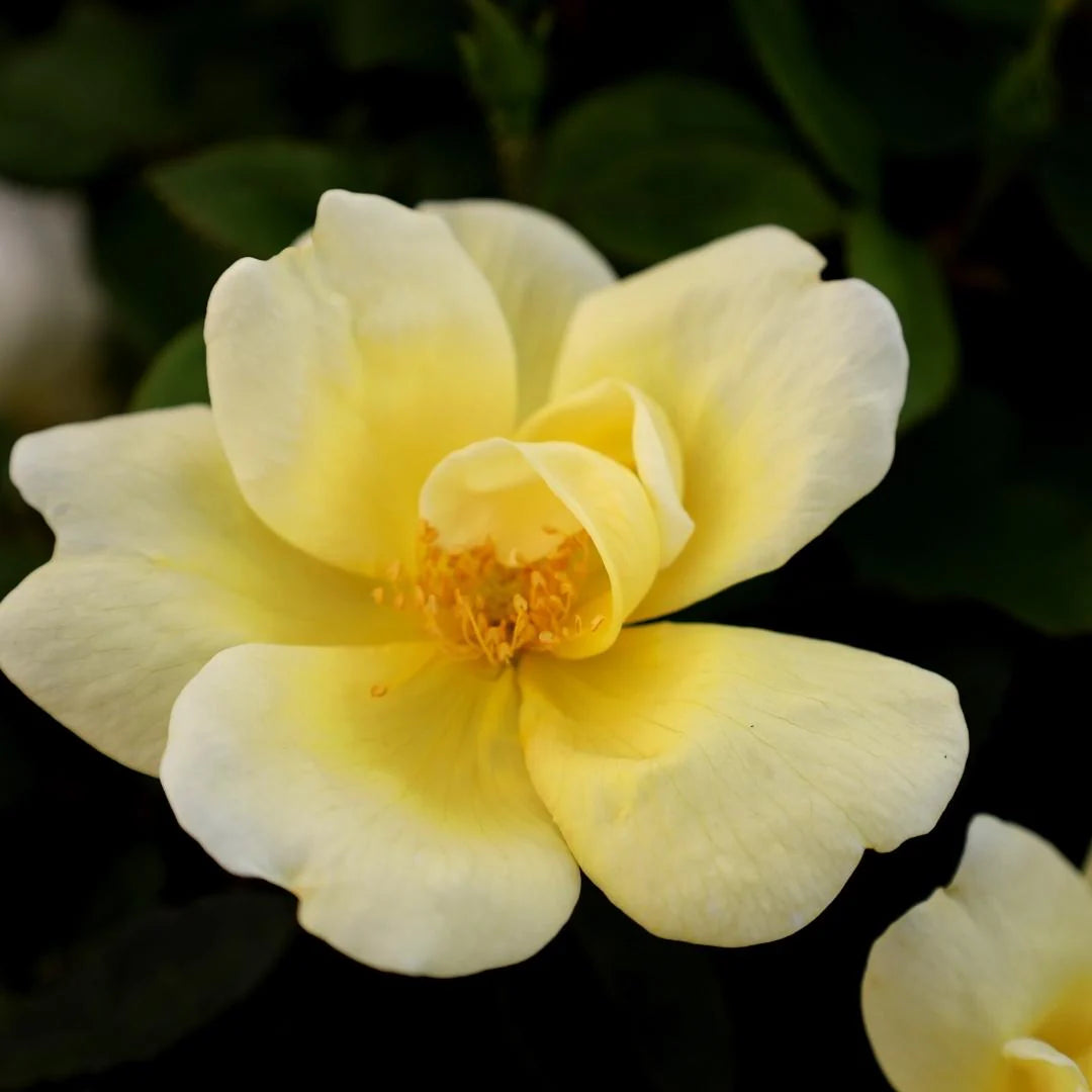 Sunny Knock Out® Rose (ROSE K.O. SUNNY KNOCKOUT) - 3 gallon