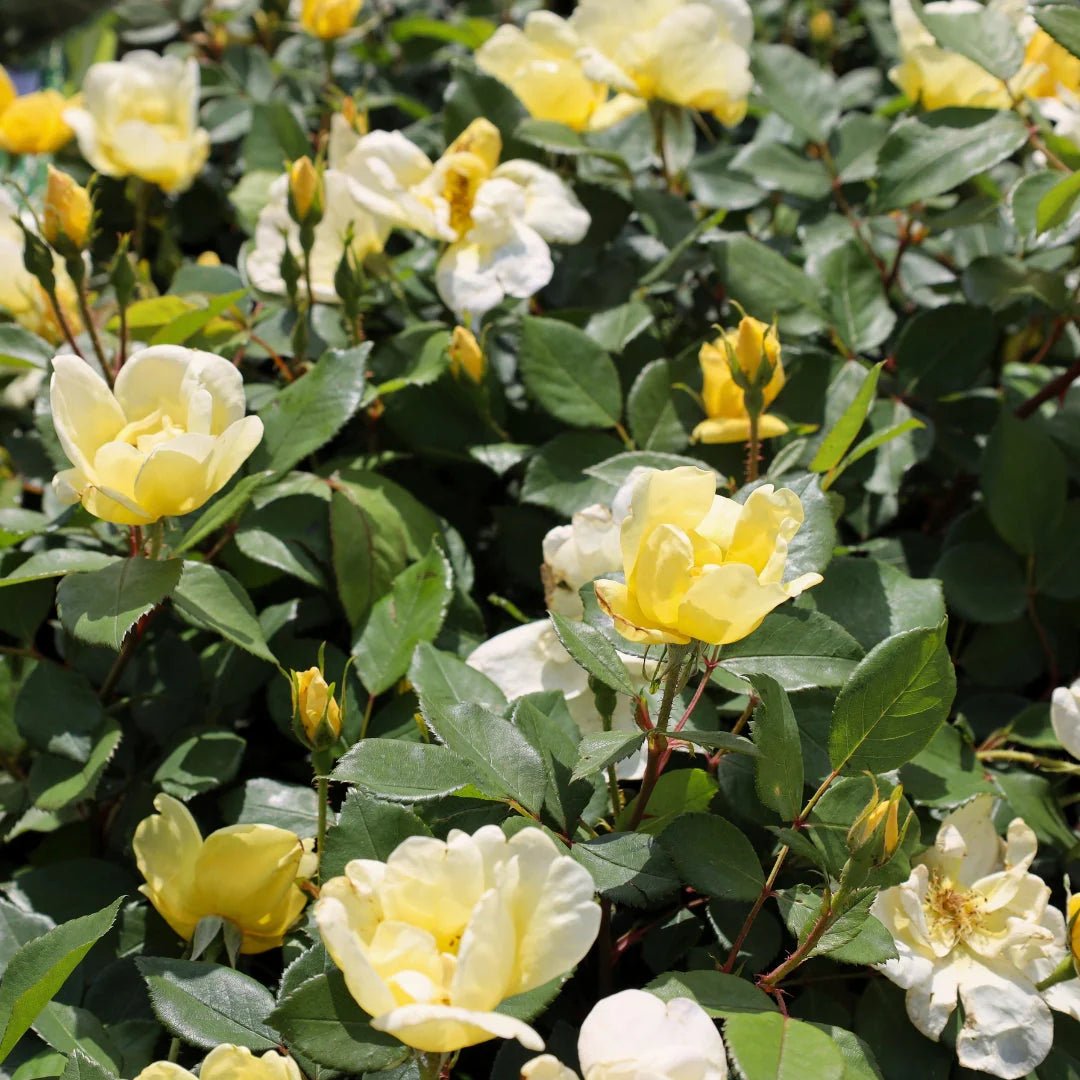 Sunny Knock Out® Rose (ROSE K.O. SUNNY KNOCKOUT) - 3 gallon