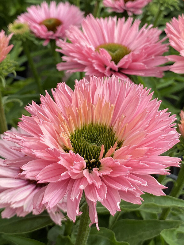 SUNSEEKERS SALMON ECHINACEA 1gal