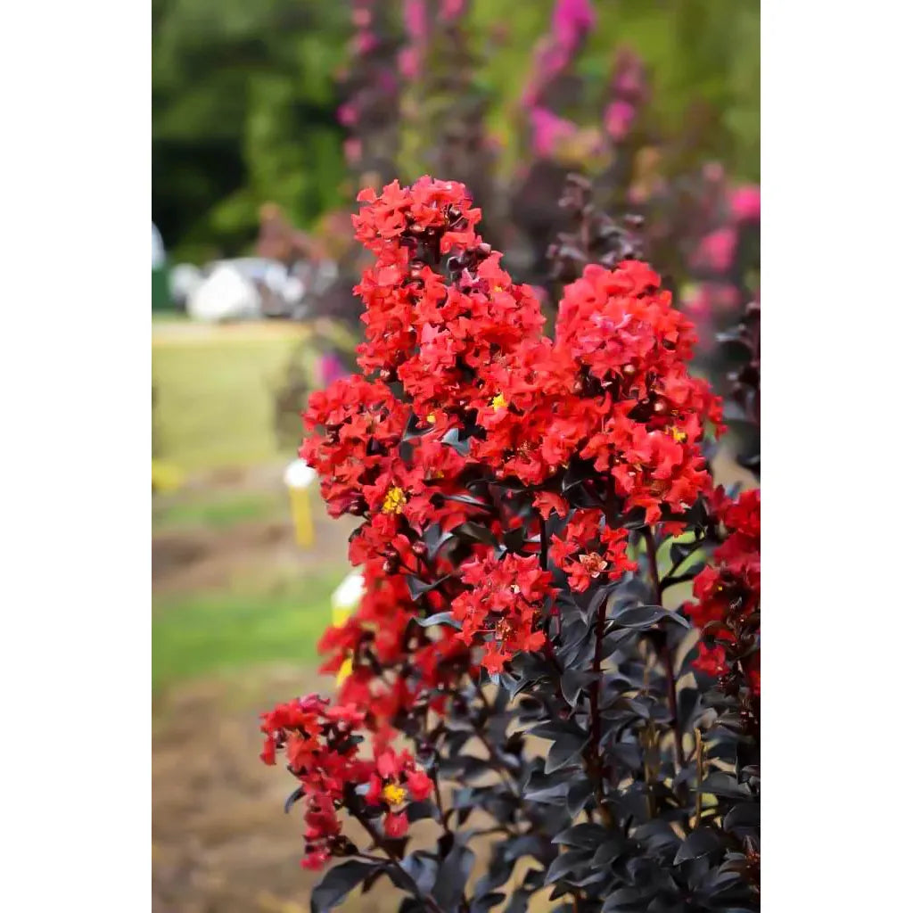 SUNSET MAGIC CRAPE MYRTLE 2gal