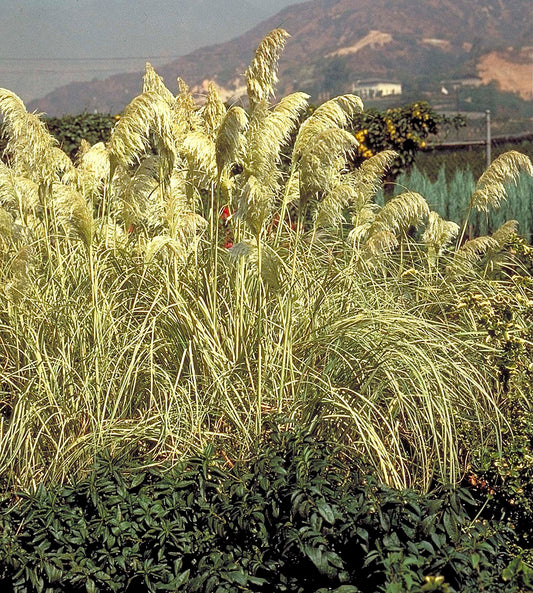 SUN STRIPE PAMPAS GRASS 1gal