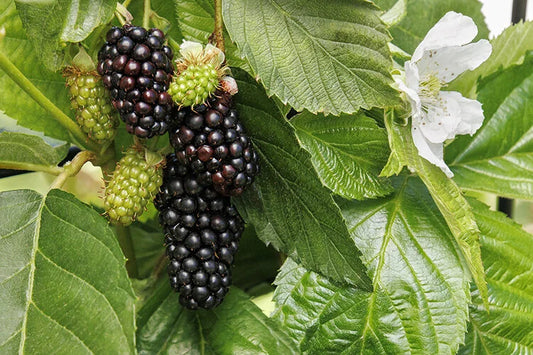SUPERLICIOUS BLACKBERRY 1gal