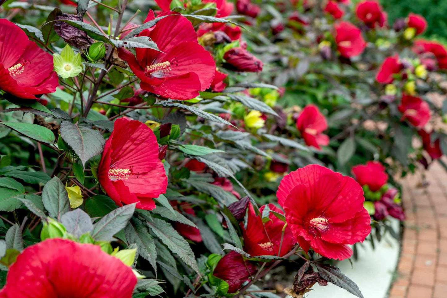 RED DWARF HIBISCUS 3gal