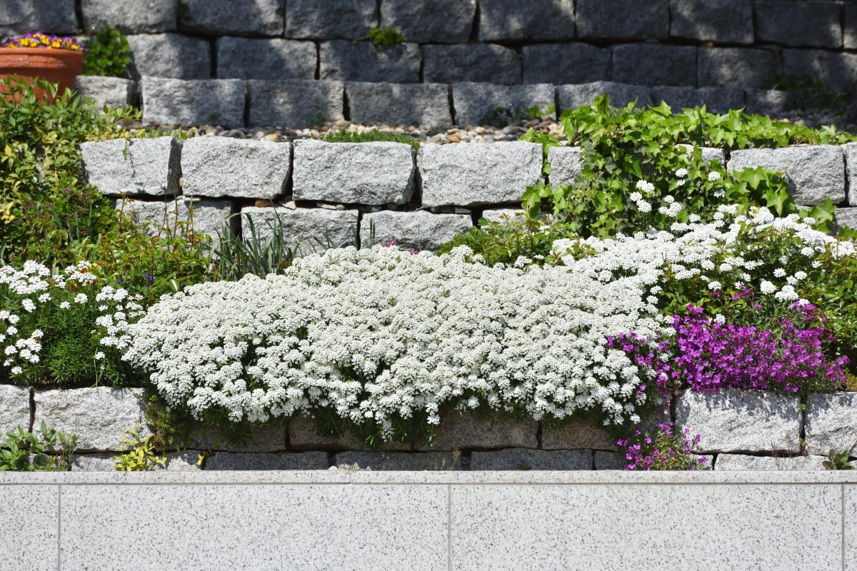 CANDYTUFT 1gal