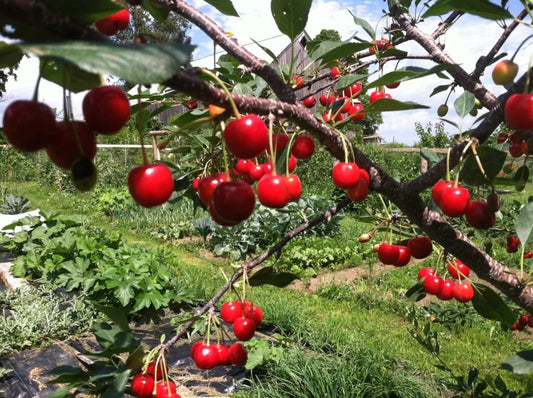 SWEET CHERRY PIE TREE 5gal