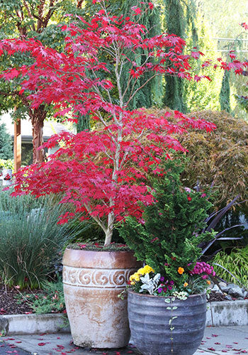 BLOODGOOD JAPANESE MAPLE 5gal