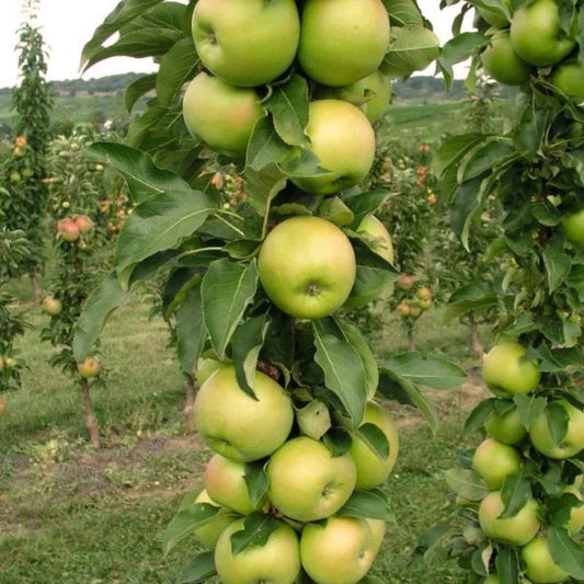 FRUITSNACKS TANGY GREEN COLUMNAR APPLE TREE 5gal