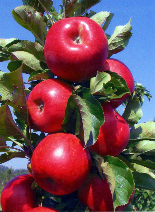 FRUITSNACKS TASTY RED COLUMNAR APPLE TREE 7gal