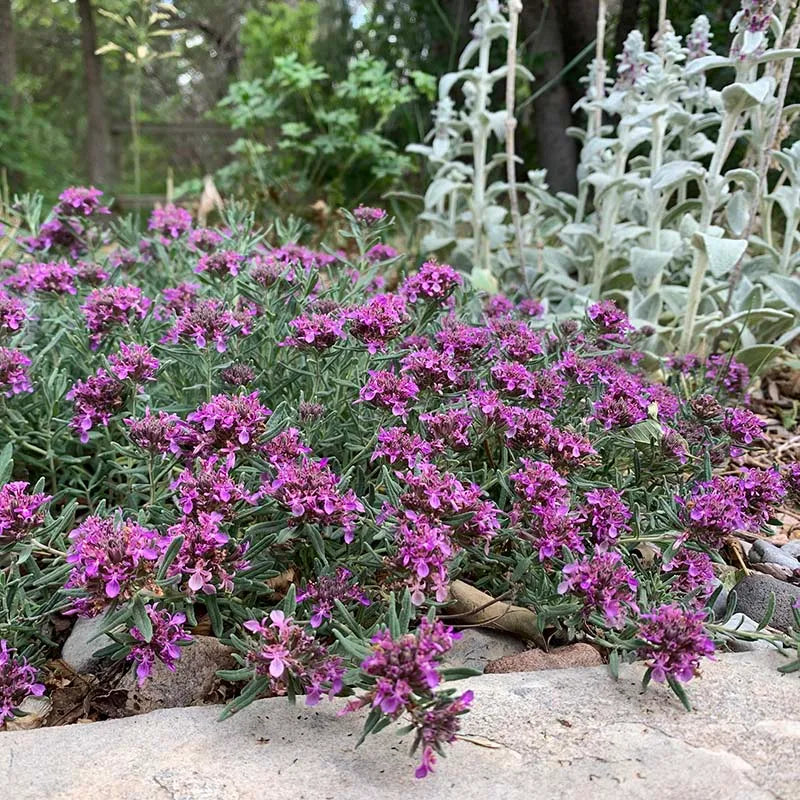 CREEPING GERMANDER 1gal