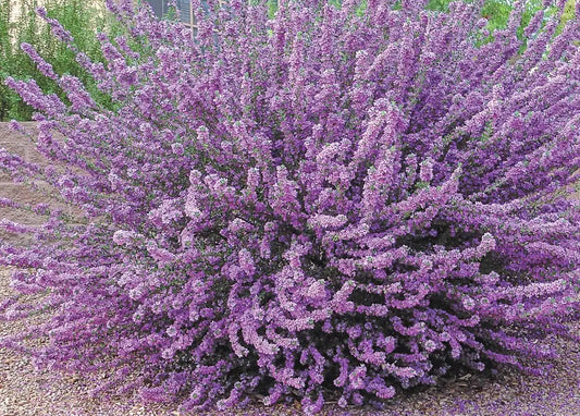 HEAVENLY CLOUD TEXAS SAGE 5gal