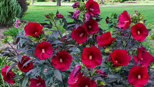 MOONSHADOW MORELLO HARDY HIBISCUS 2gal