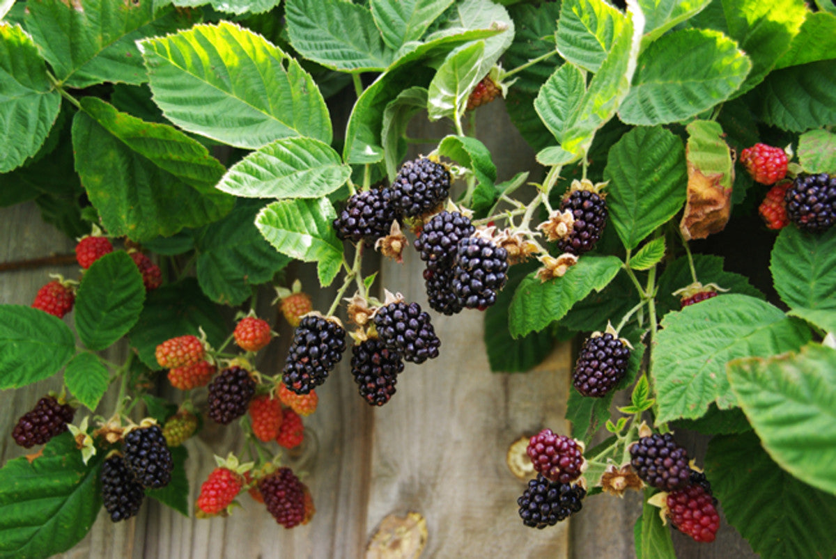 MARIONBERRY BLACKBERRY 1gal