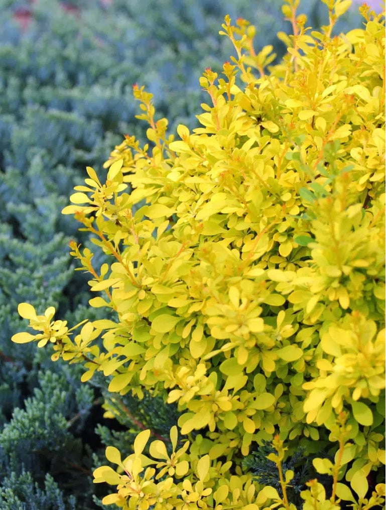 GOLDEN NUGGET BARBERRY 2gal