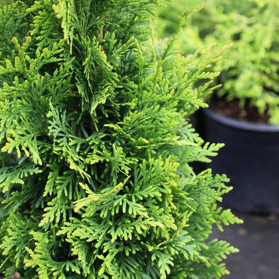 Thuja Junior Giant (Thuja x 'Junior Giant') - 1 gallon