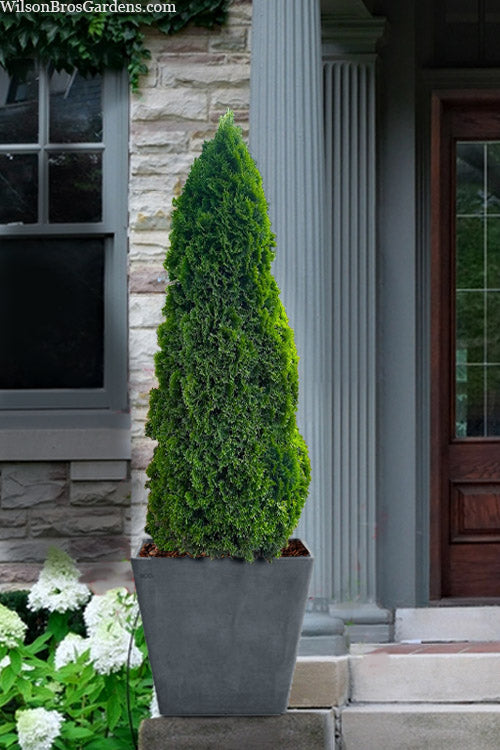 EMERALD GREEN ARBORVITAE 10gal