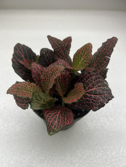 FITTONIA NERVE PLANT ASSORTED