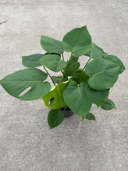 MONSTERA DELICIOSA 8in