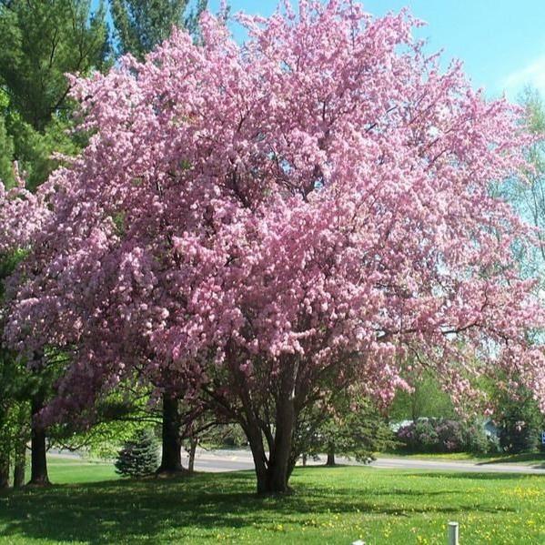THUNDERCLOUD PLUM TREE 5gal