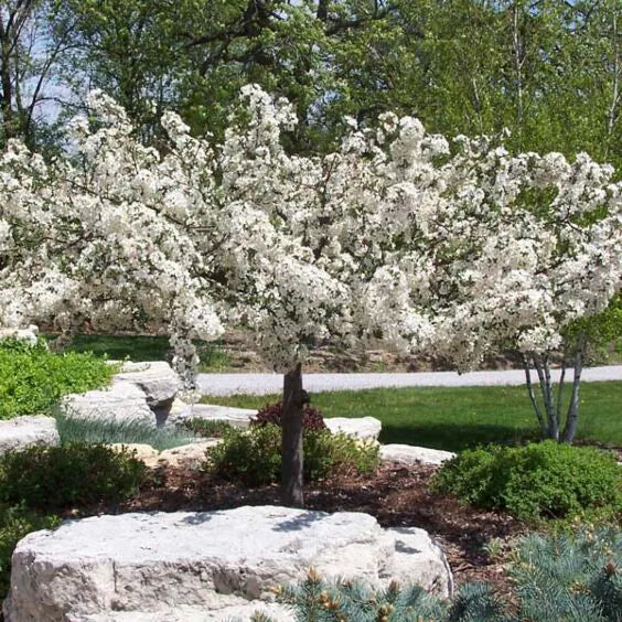 TINA SARGENT CRABAPPLE TREE 5gal