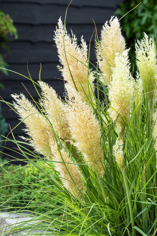 TINY PAMPAS GRASS 1gal