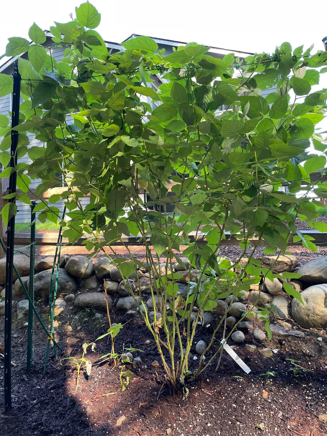 WILLAMETTE RASPBERRY 6gal