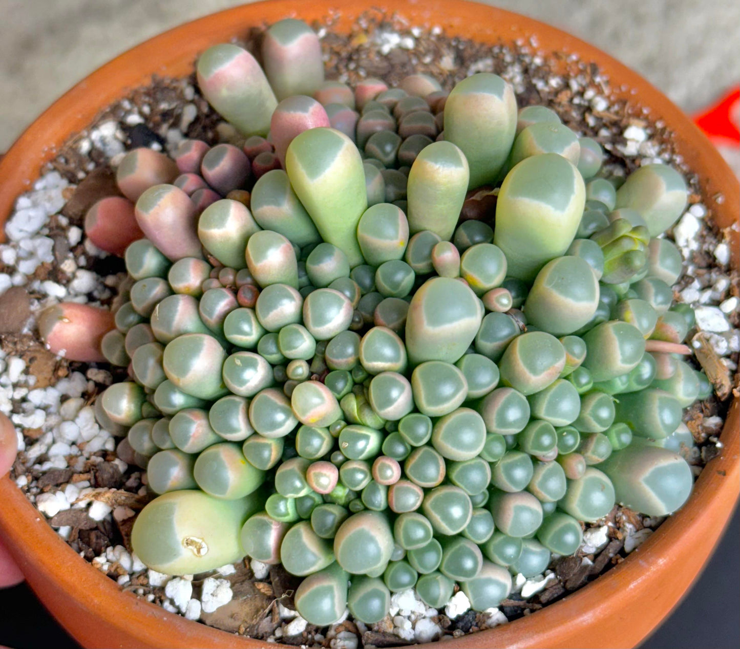 Baby Toes Succulent